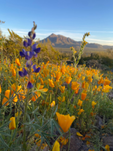 Picacho Peak State Park - Gold and Purple Wildflowers