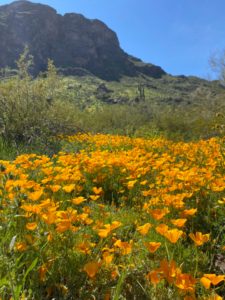 Picacho Peak State Park - Mountain and Flowers