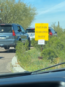Picacho Peak State Park - Wildflower Traffic